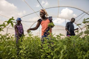Food systems transition for sustainable rural development